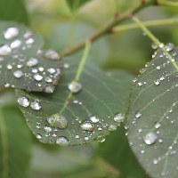 Tips for gardening in a wet environment