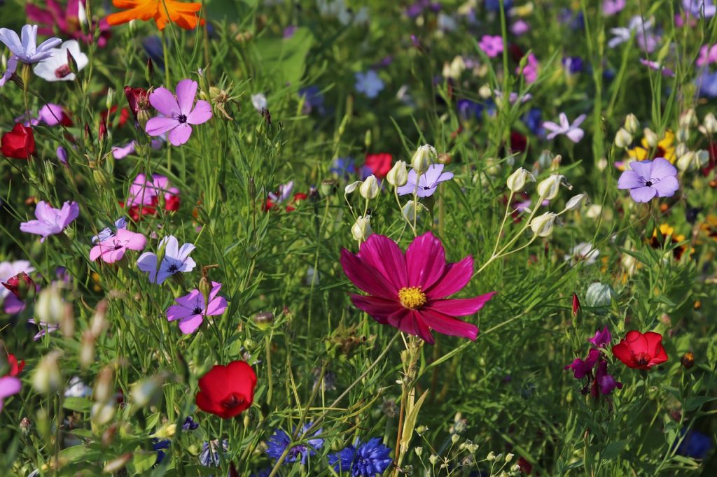 Wild flower meadow
