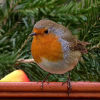 Gardening in February
